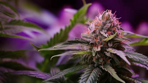 Whoa Si Whoa Marijuana Strain Information & Reviews .